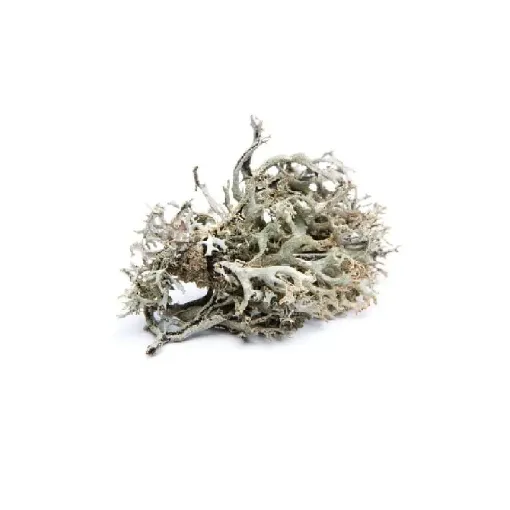 Picture of Organic iceland moss in bag - Smoking