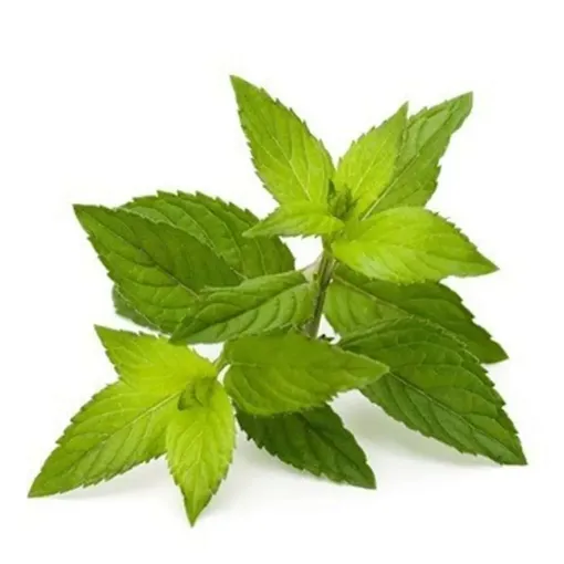 Picture of Organic peppermint herb in sachet - Smoking