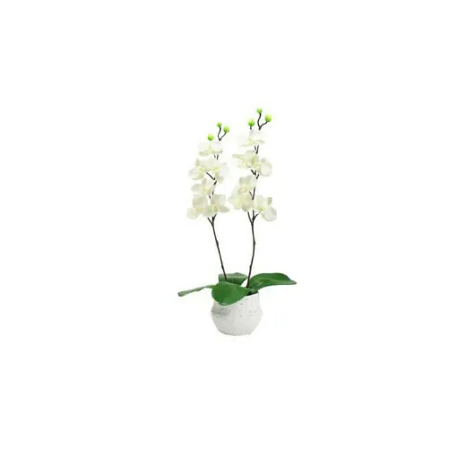 Picture of mini orchid composition cream 2 35cm stems